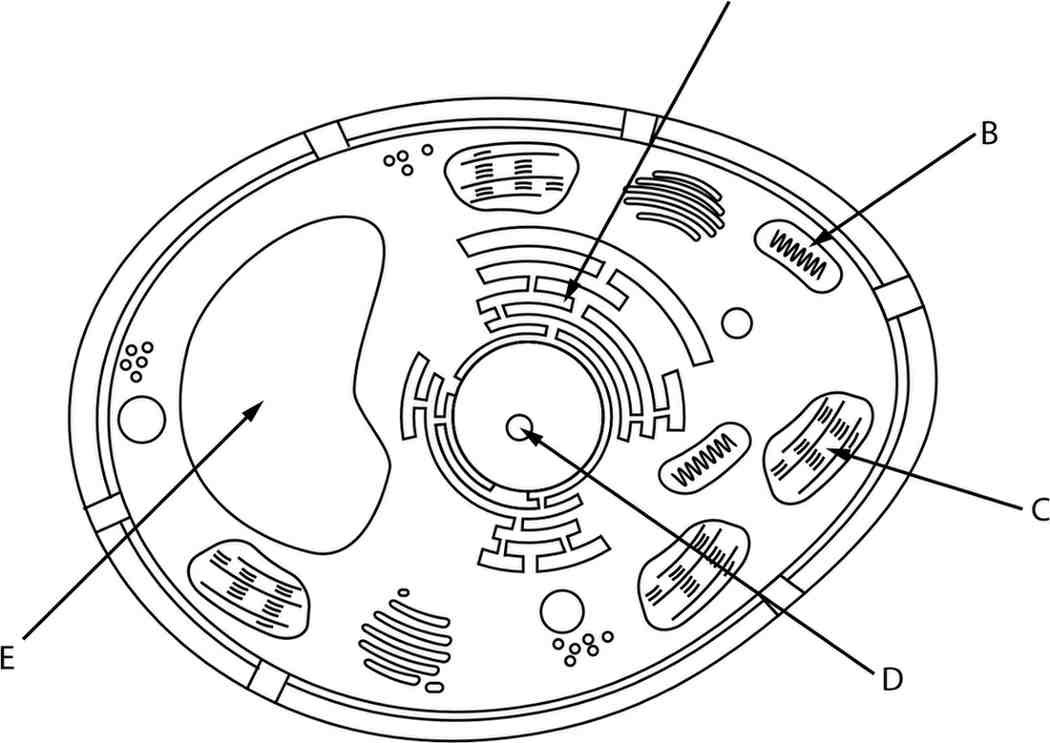 the ultrastructure of a plant cell